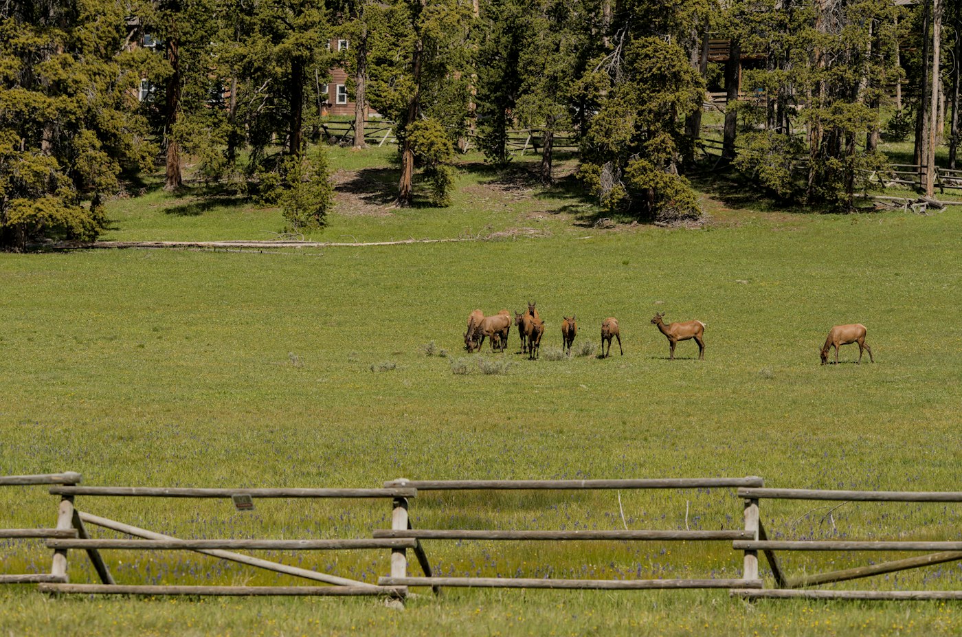 Elk grazing in a meadow edged by forest