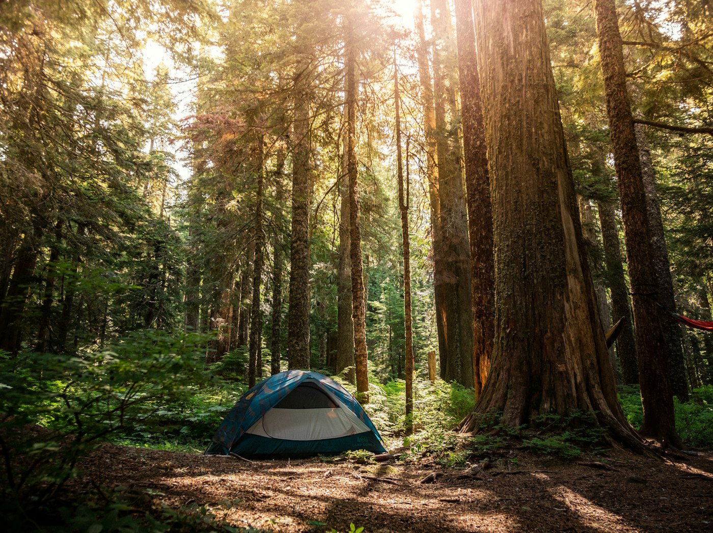 Green tent among tall trees in sunlit forest